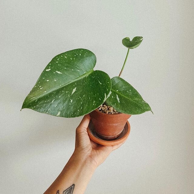 When our plants start to lose leaves, it could be for a million different reasons. Not enough light, not enough water, the list goes on.
.
If you&rsquo;re lucky, the problem is easy to fix, such as having a lack of moisture. Just spray your plant wit